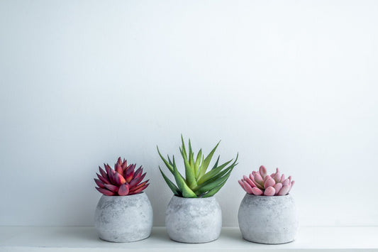 Concrete Planters: 5 Advantages and Defining Features