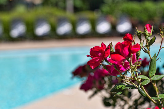 5 Ideas for Poolside Planters