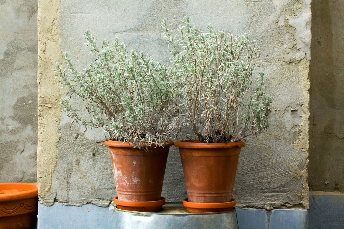 Winter Planters: How to Winterize Your Pots and Planters